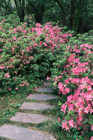 Early spring scenery of Moshan Rhododendron Garden in East Lake, Wuhan, Hubeiの写真素材