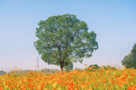 Scenery of sulfur chrysanthemum sea in Optics Valley Xiyuan Park, Wuhan, Hubeiの写真素材