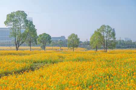 Scenery of sulfur chrysanthemum sea in Optics Valley Xiyuan Park, Wuhan, Hubei