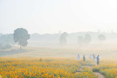 Scenery of sulfur chrysanthemum sea in Optics Valley Xiyuan Park, Wuhan, Hubeiの写真素材