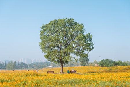 Scenery of sulfur chrysanthemum sea in Optics Valley Xiyuan Park, Wuhan, Hubei