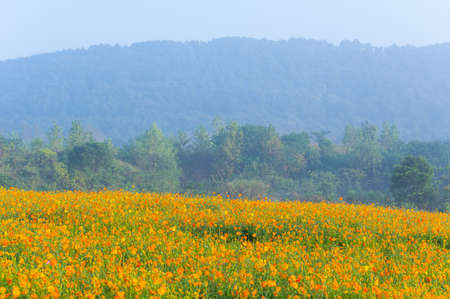 Scenery of sulfur chrysanthemum sea in Optics Valley Xiyuan Park, Wuhan, Hubei