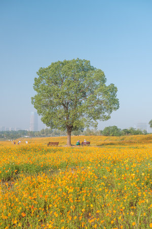 Scenery of sulfur chrysanthemum sea in Optics Valley Xiyuan Park, Wuhan, Hubeiの写真素材