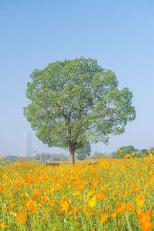 Scenery of sulfur chrysanthemum sea in Optics Valley Xiyuan Park, Wuhan, Hubeiの写真素材