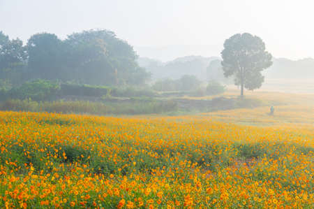 Scenery of sulfur chrysanthemum sea in Optics Valley Xiyuan Park, Wuhan, Hubeiの写真素材