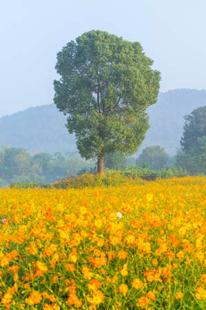 Scenery of sulfur chrysanthemum sea in Optics Valley Xiyuan Park, Wuhan, Hubeiの写真素材