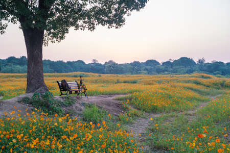 Scenery of sulfur chrysanthemum sea in Optics Valley Xiyuan Park, Wuhan, Hubeiの写真素材