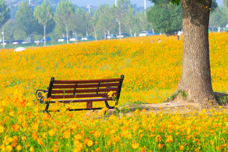 Scenery of sulfur chrysanthemum sea in Optics Valley Xiyuan Park, Wuhan, Hubeiの写真素材