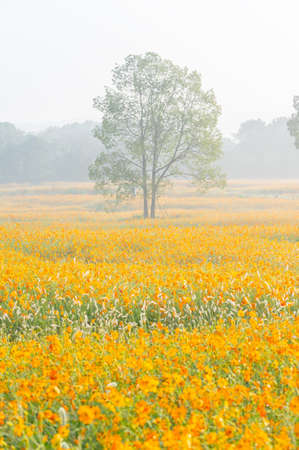 Scenery of sulfur chrysanthemum sea in Optics Valley Xiyuan Park, Wuhan, Hubeiの写真素材