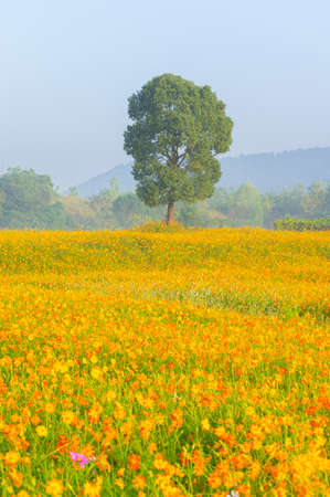 Scenery of sulfur chrysanthemum sea in Optics Valley Xiyuan Park, Wuhan, Hubeiの写真素材