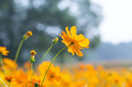 Scenery of sulfur chrysanthemum sea in Optics Valley Xiyuan Park, Wuhan, Hubeiの写真素材