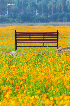 Scenery of sulfur chrysanthemum sea in Optics Valley Xiyuan Park, Wuhan, Hubeiの写真素材