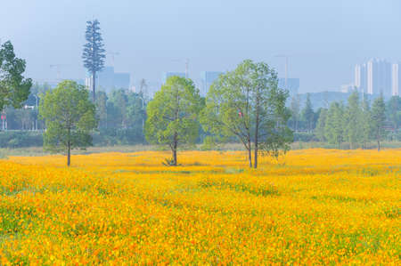 Scenery of sulfur chrysanthemum sea in Optics Valley Xiyuan Park, Wuhan, Hubeiの写真素材