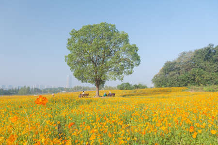 Scenery of sulfur chrysanthemum sea in Optics Valley Xiyuan Park, Wuhan, Hubeiの写真素材