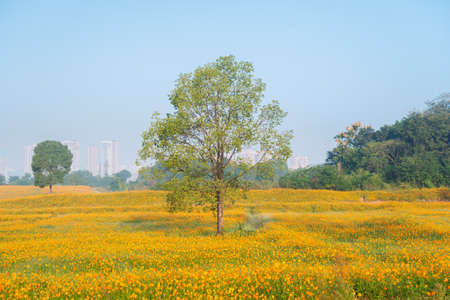 Scenery of sulfur chrysanthemum sea in Optics Valley Xiyuan Park, Wuhan, Hubeiの写真素材