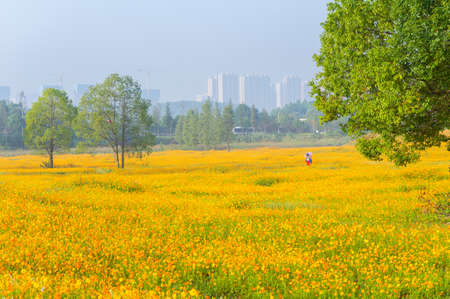 Scenery of sulfur chrysanthemum sea in Optics Valley Xiyuan Park, Wuhan, Hubeiの写真素材