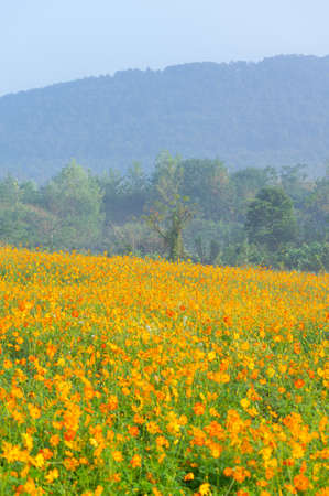 Scenery of sulfur chrysanthemum sea in Optics Valley Xiyuan Park, Wuhan, Hubeiの写真素材