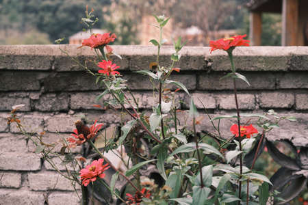 Scenery of Tianpu Dawan Ancient Town, Xinyang County, Henanの写真素材