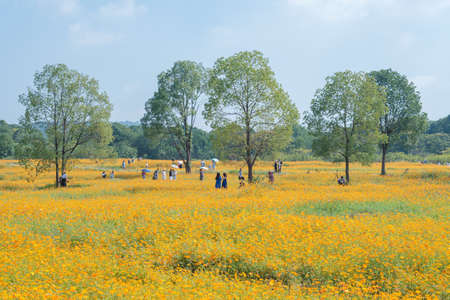 Scenery of sulfur chrysanthemum sea in Optics Valley Xiyuan Park, Wuhan, Hubei