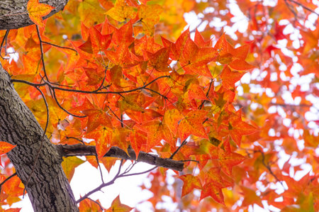 The scenery of Donghu Scenic Area in Wuhan, Hubei in late autumn and early winterの写真素材