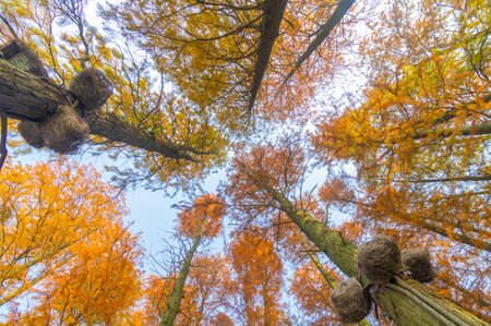The scenery of Donghu Scenic Area in Wuhan, Hubei in late autumn and early winter