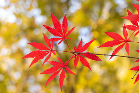 The scenery of Donghu Scenic Area in Wuhan, Hubei in late autumn and early winter