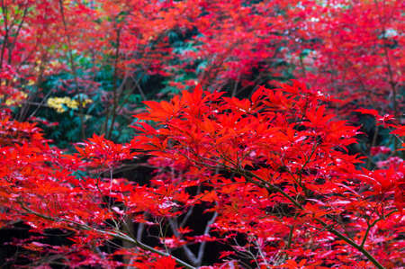 The scenery of Donghu Scenic Area in Wuhan, Hubei in late autumn and early winter