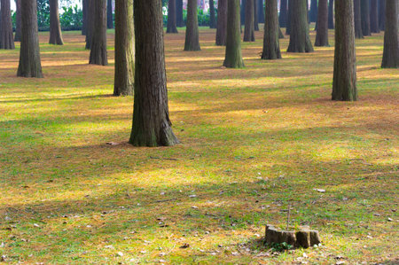 The scenery of Donghu Scenic Area in Wuhan, Hubei in late autumn and early winterの写真素材