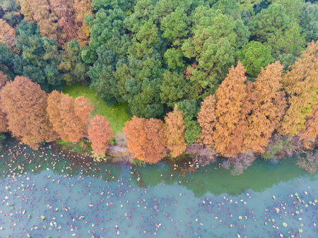 Late autumn and early winter scenery of Luoyan Island in East Lake, Wuhan, Hubeiの写真素材