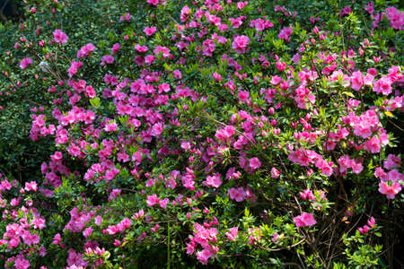 Spring scenery of Huangpi Mulan Yunwu Mountain in Wuhan, Hubeiの写真素材