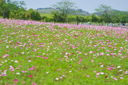 Spring scenery of Huangpi Mulan Yunwu Mountain in Wuhan, Hubeiの写真素材