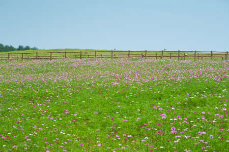 Spring scenery of Huangpi Mulan Yunwu Mountain in Wuhan, Hubeiの写真素材