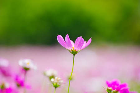Spring scenery of Huangpi Mulan Yunwu Mountain in Wuhan, Hubeiの写真素材