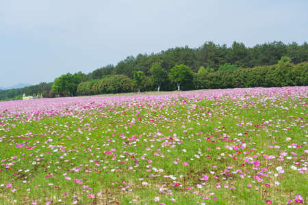 Spring scenery of Huangpi Mulan Yunwu Mountain in Wuhan, Hubeiの写真素材