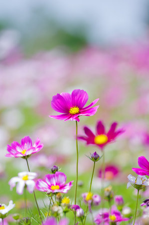Spring scenery of Huangpi Mulan Yunwu Mountain in Wuhan, Hubeiの写真素材