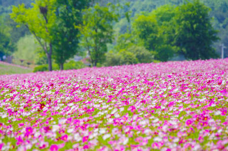 Spring scenery of Huangpi Mulan Yunwu Mountain in Wuhan, Hubeiの写真素材