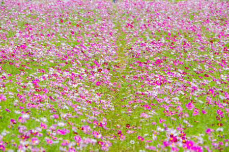 Spring scenery of Huangpi Mulan Yunwu Mountain in Wuhan, Hubeiの写真素材