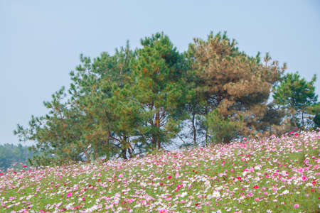 Autumn scenery of Mulan Grassland Scenic Area in Wuhan, Hubeiの写真素材