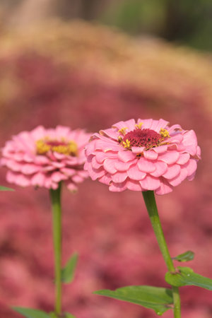 Autumn scenery of Mulan Grassland Scenic Area in Wuhan, Hubeiの写真素材