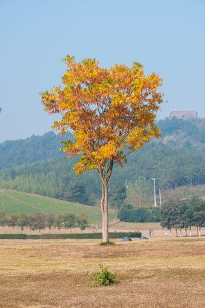 Autumn scenery of Mulan Grassland Scenic Area in Wuhan, Hubeiの写真素材