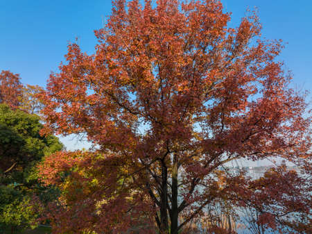 The scenery of Donghu Scenic Area in Wuhan, Hubei in late autumn and early winterの写真素材