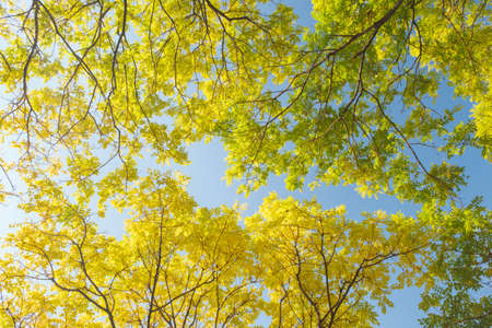 The scenery of Donghu Scenic Area in Wuhan, Hubei in late autumn and early winterの写真素材