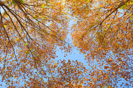 The scenery of Donghu Scenic Area in Wuhan, Hubei in late autumn and early winterの写真素材