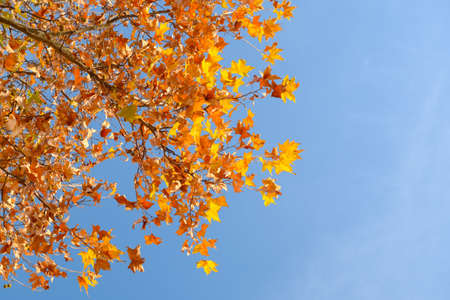 The scenery of Donghu Scenic Area in Wuhan, Hubei in late autumn and early winterの写真素材