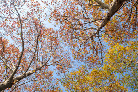 The scenery of Donghu Scenic Area in Wuhan, Hubei in late autumn and early winterの写真素材