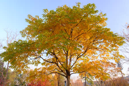 The scenery of Donghu Scenic Area in Wuhan, Hubei in late autumn and early winterの写真素材
