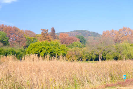 The scenery of Donghu Scenic Area in Wuhan, Hubei in late autumn and early winterの写真素材