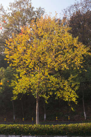 The scenery of Donghu Scenic Area in Wuhan, Hubei in late autumn and early winterの写真素材