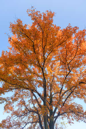 The scenery of Donghu Scenic Area in Wuhan, Hubei in late autumn and early winterの写真素材