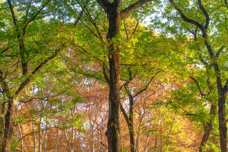 Autumn scenery of Jiefang Park in Wuhan, Hubeiの写真素材
